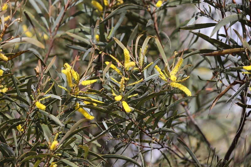 Acacia shirleyi photo 8