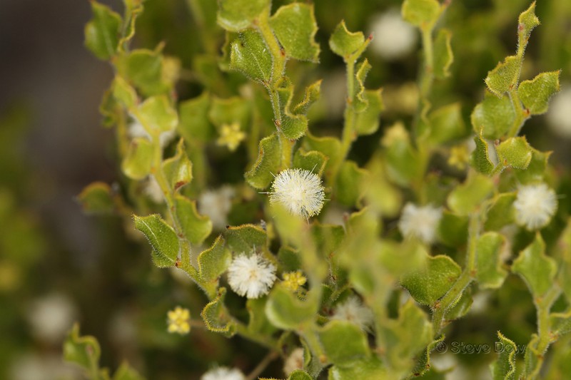 Acacia shuttleworthii photo 3