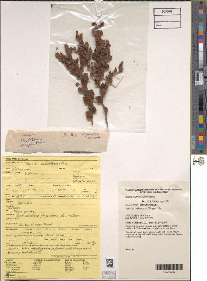 Acacia shuttleworthii photo 4