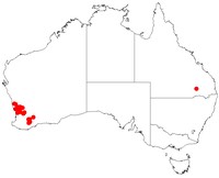 Acacia shuttleworthii