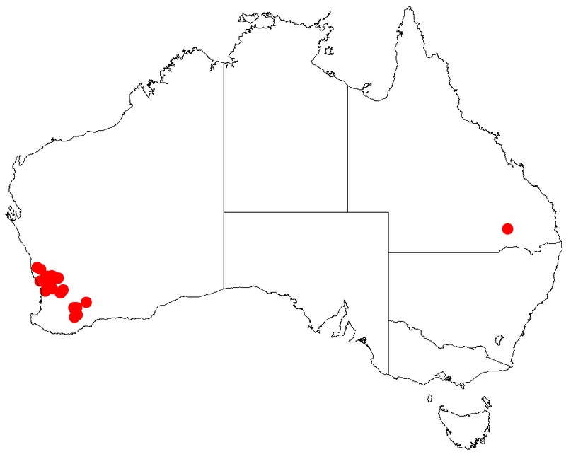 Acacia shuttleworthii