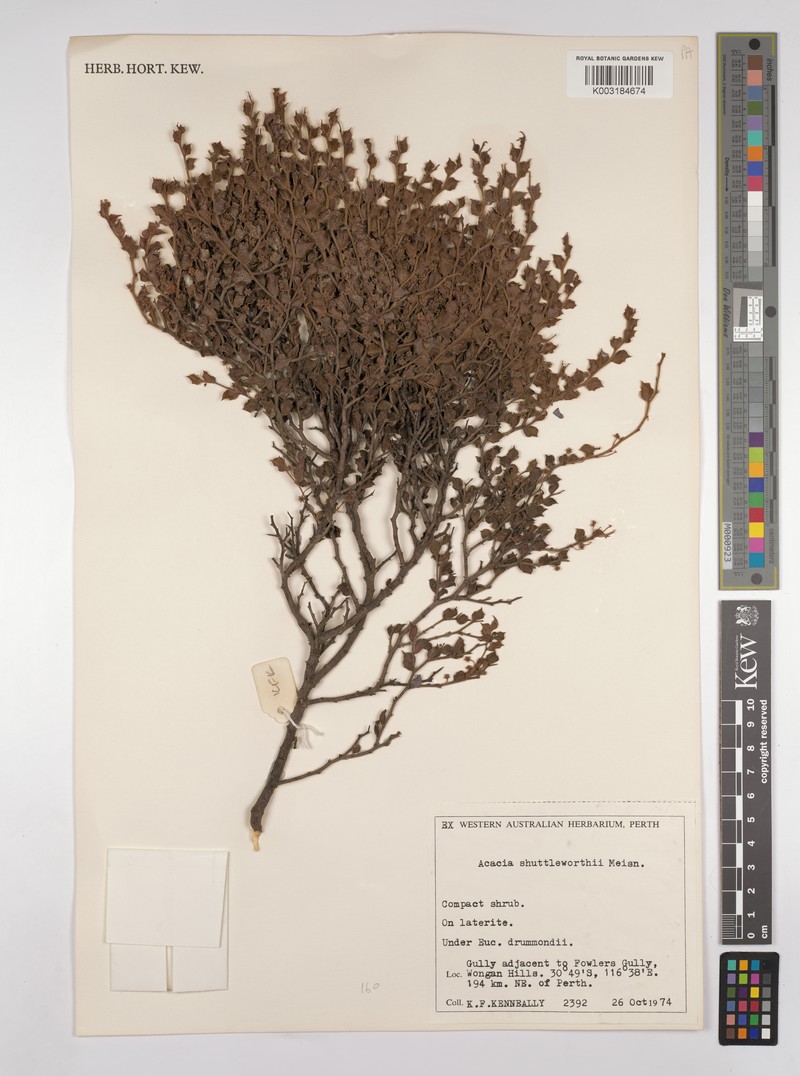 Acacia shuttleworthii photo 2