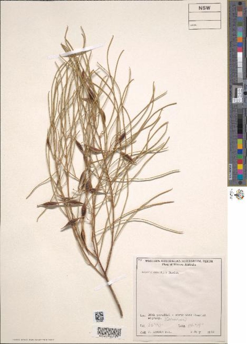 Acacia sibilans photo 2
