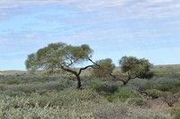 Acacia sibilans