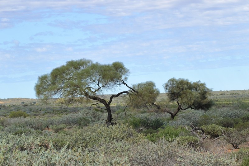 Acacia sibilans