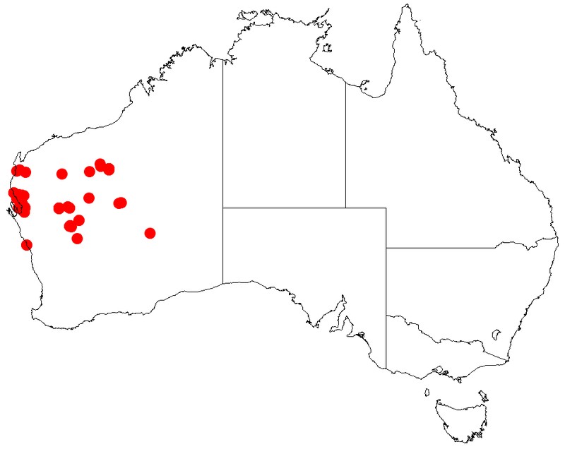 Acacia sibilans