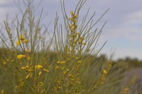 Acacia sibina