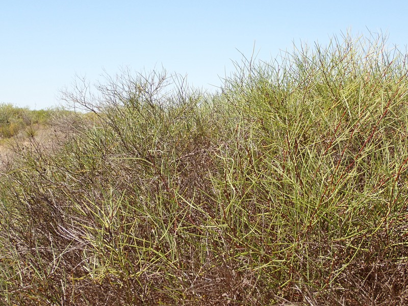 Acacia sibina photo 2
