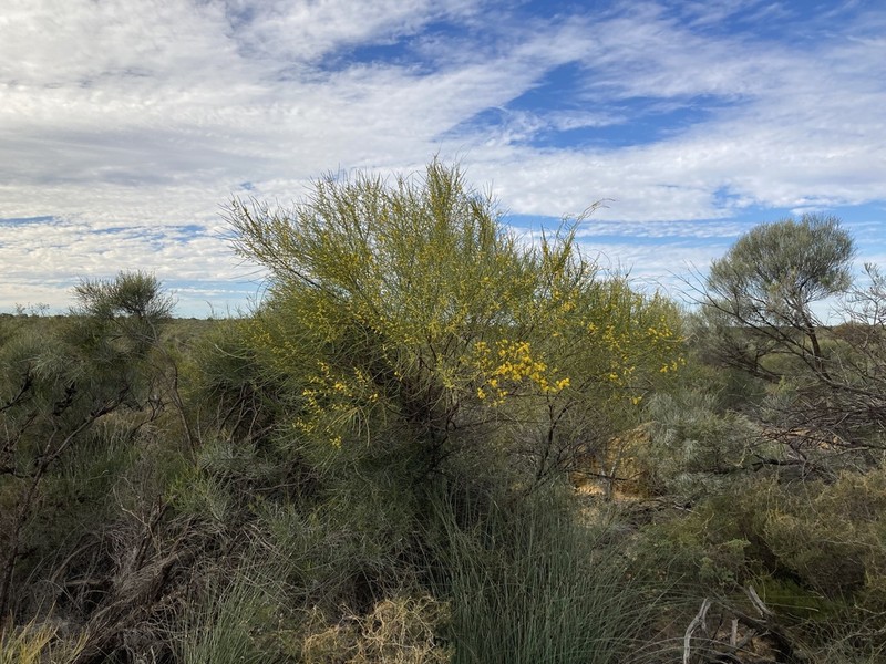Acacia sibina photo 3