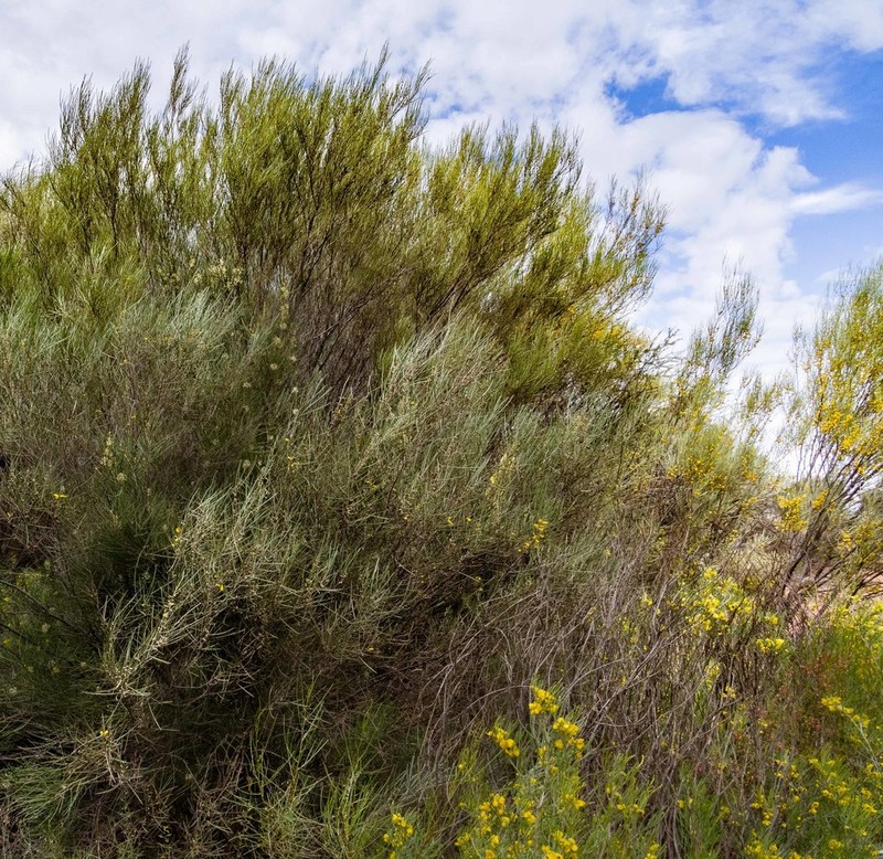 Acacia sibina photo 4