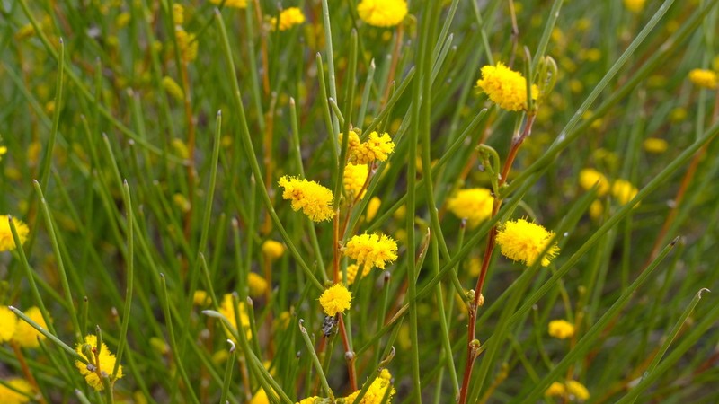 Acacia sibina photo 5