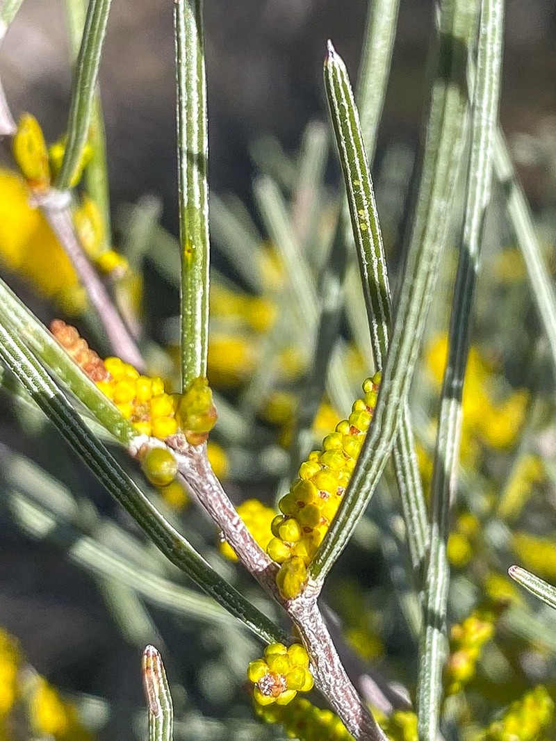 Acacia sibina photo 6
