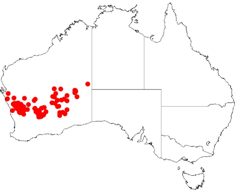 Acacia sibina