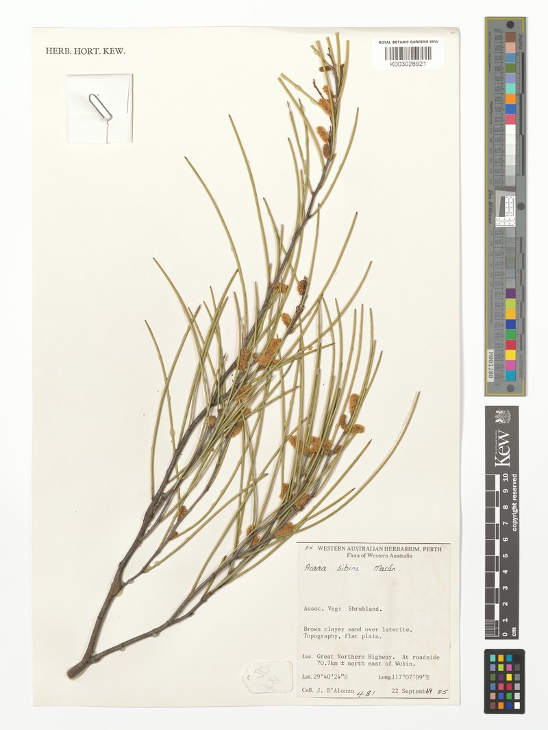 Acacia sibina photo 2