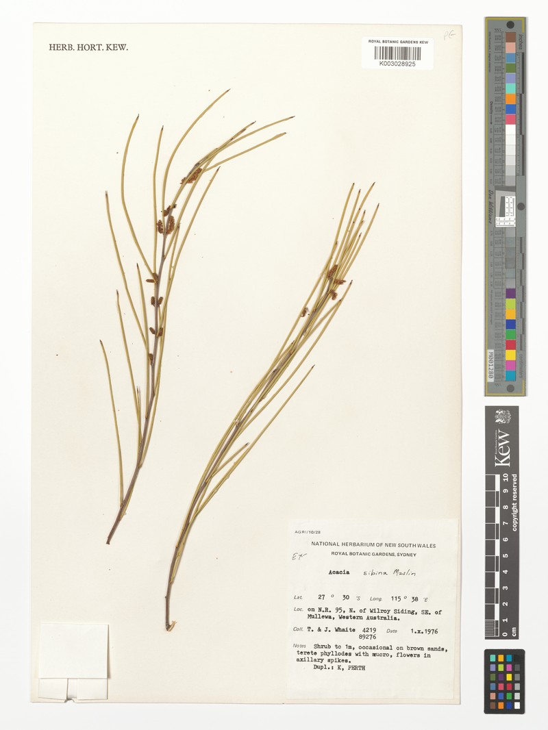 Acacia sibina photo 3