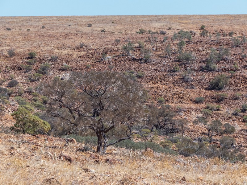 Bastard Mulga photo 2