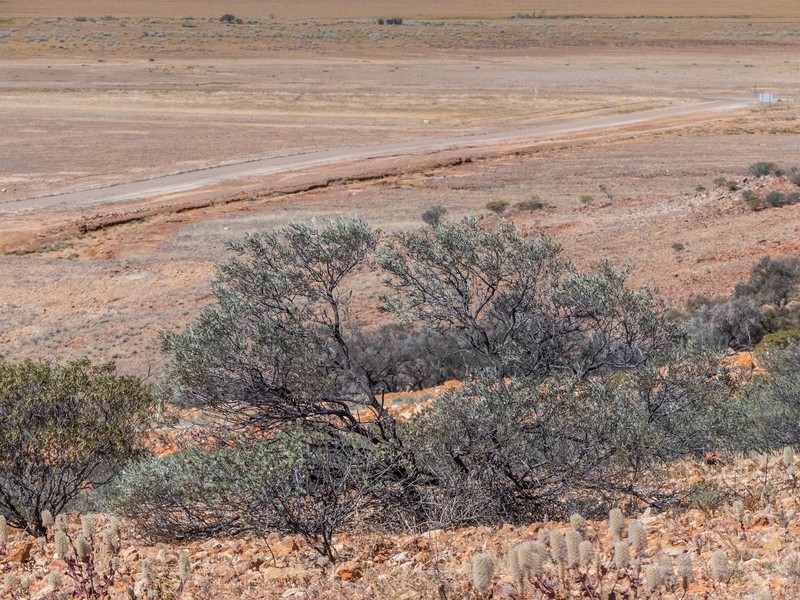 Bastard Mulga photo 3