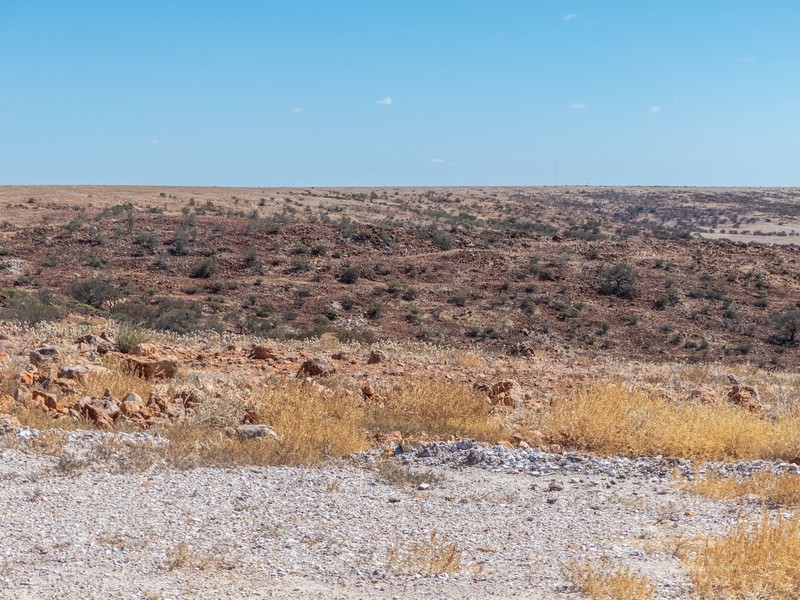 Bastard Mulga photo 4