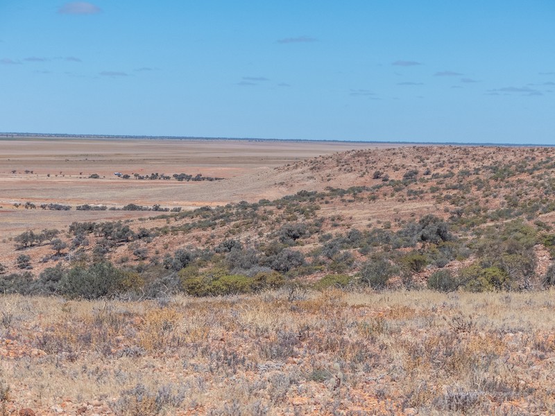 Bastard Mulga photo 5