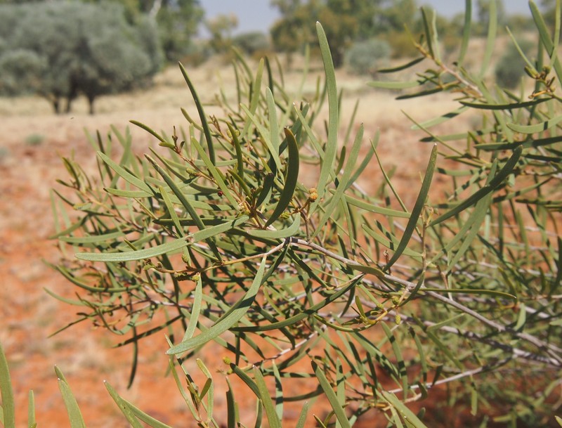 Bastard Mulga photo 7