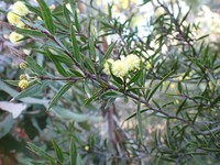 Acacia siculiformis