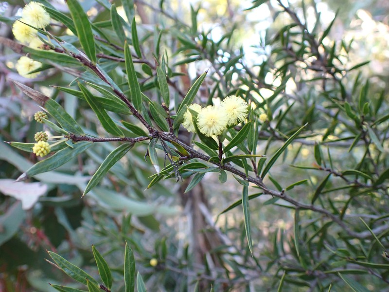 Acacia siculiformis