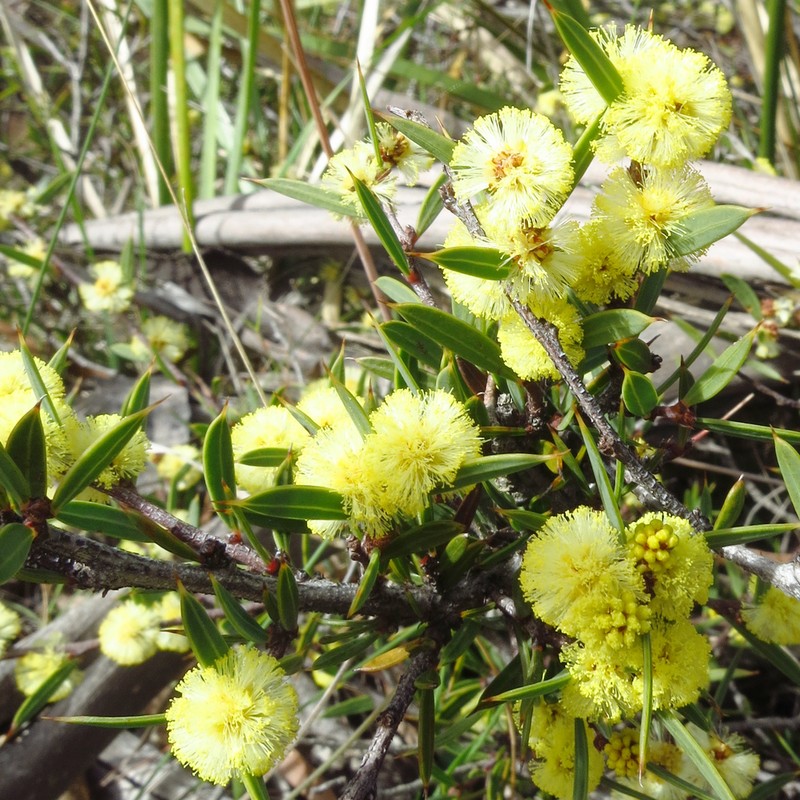 Acacia siculiformis photo 2