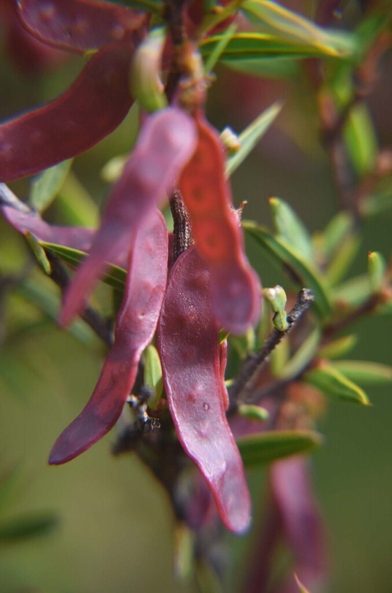 Acacia siculiformis photo 3
