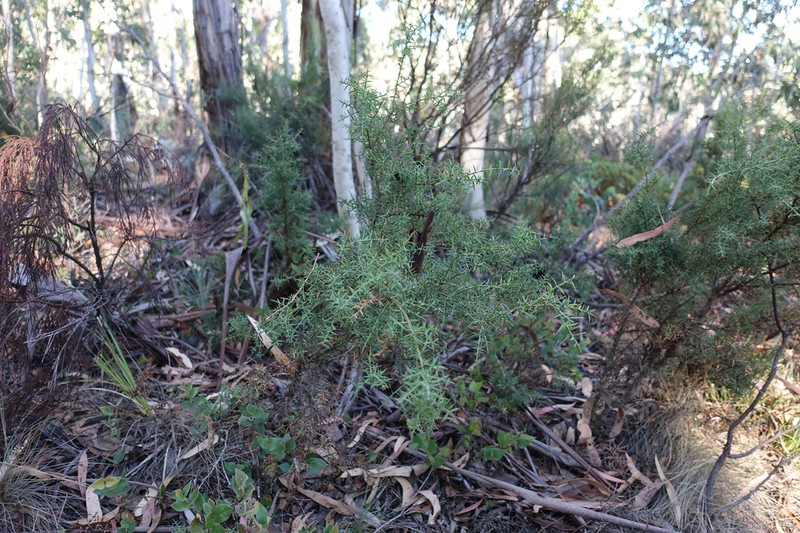 Acacia siculiformis photo 4