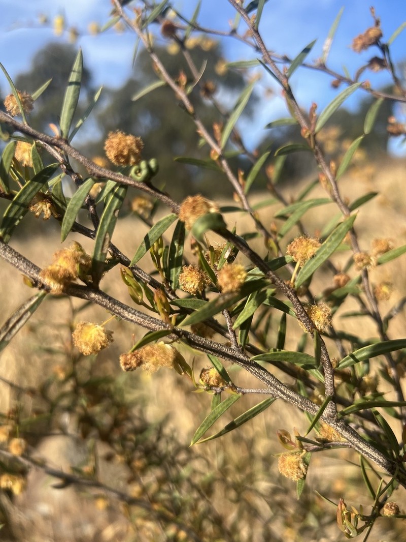 Acacia siculiformis photo 5