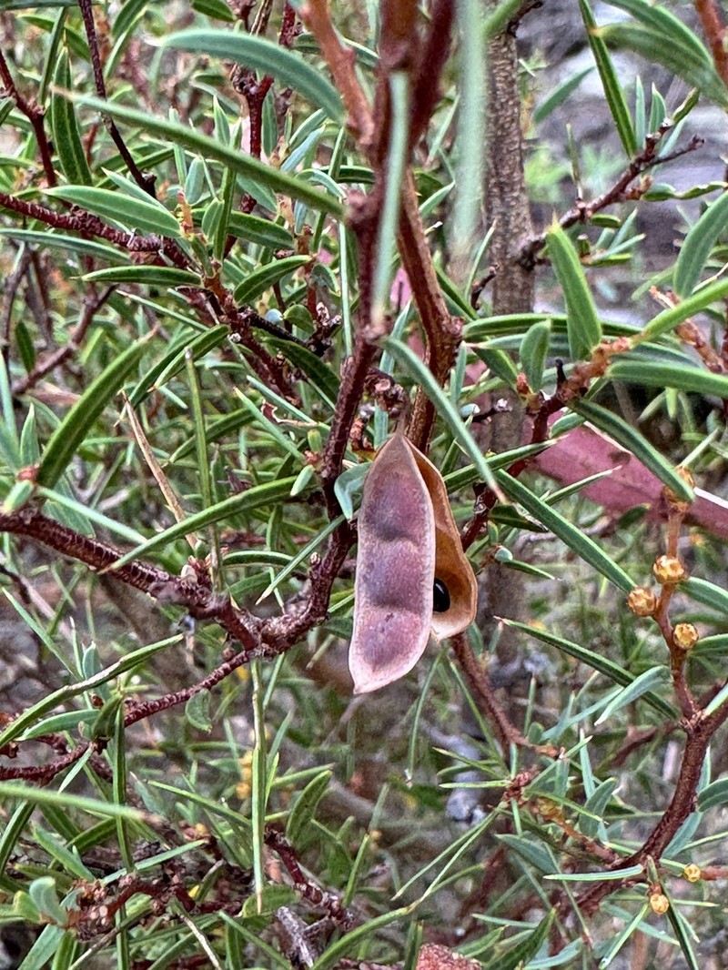Acacia siculiformis photo 6