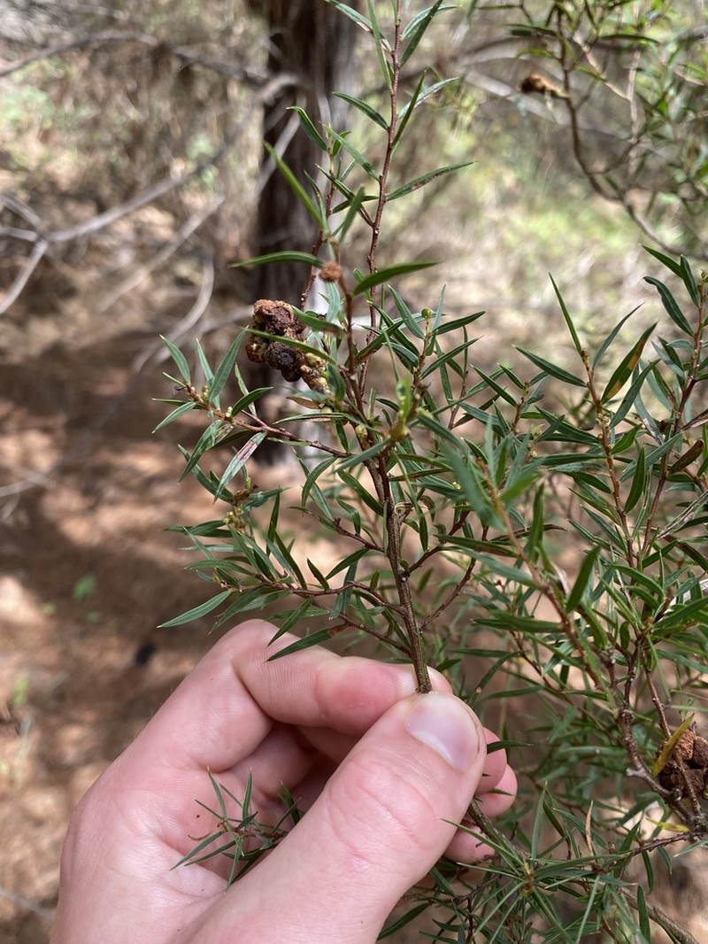 Acacia siculiformis photo 7