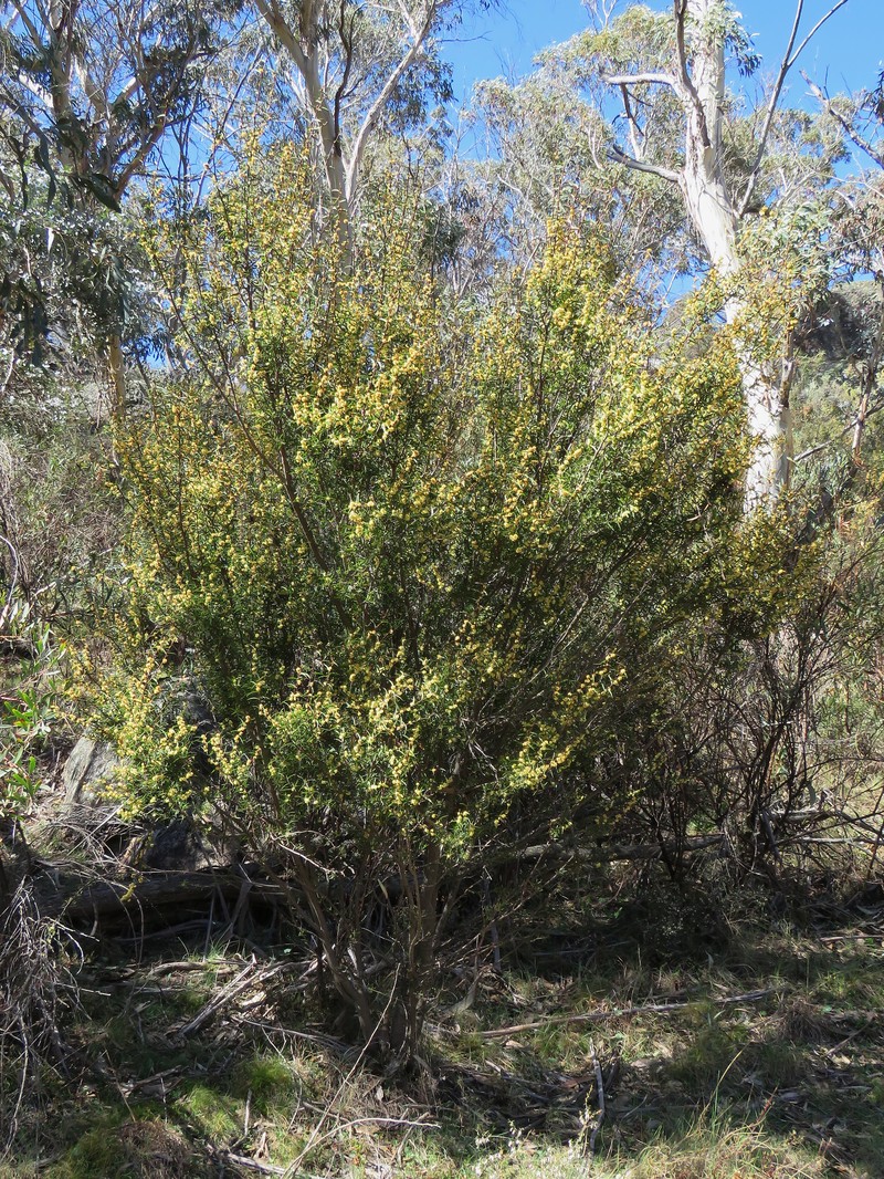 Acacia siculiformis photo 8