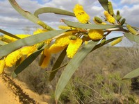 Acacia signata
