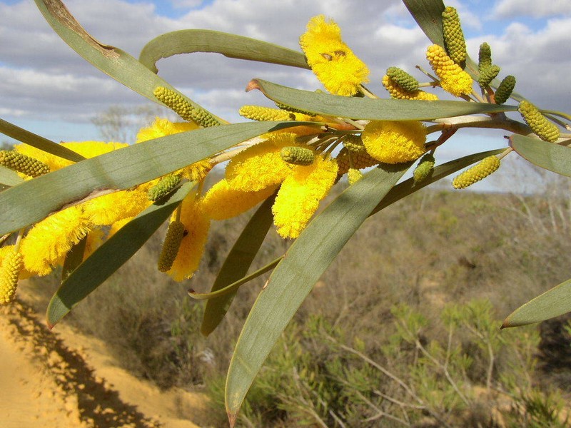 Acacia signata photo 2