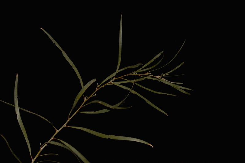 Acacia signata photo 3