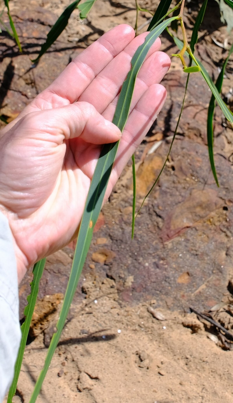 Acacia signata photo 6
