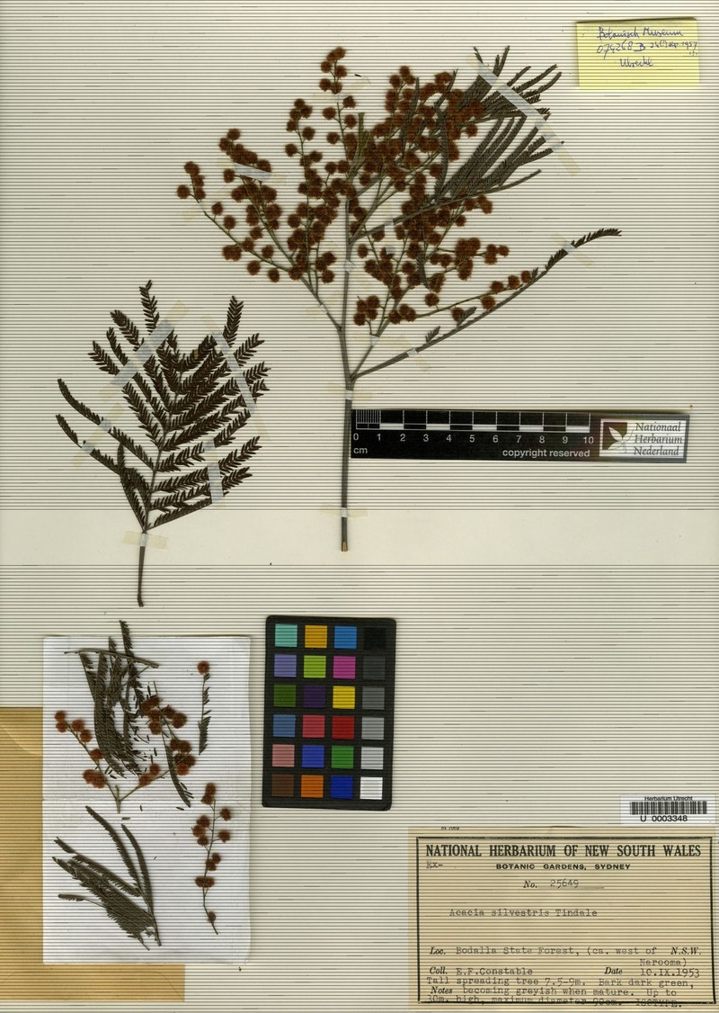 Red Wattle