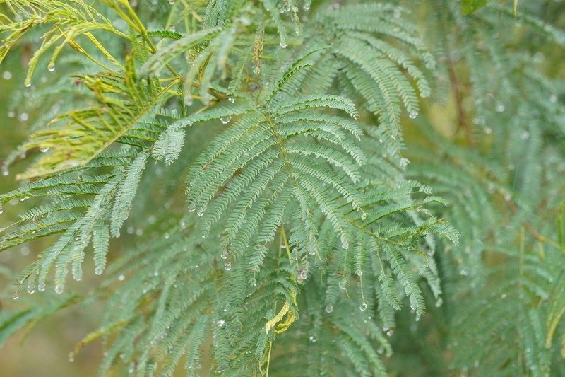 Red Wattle photo 2