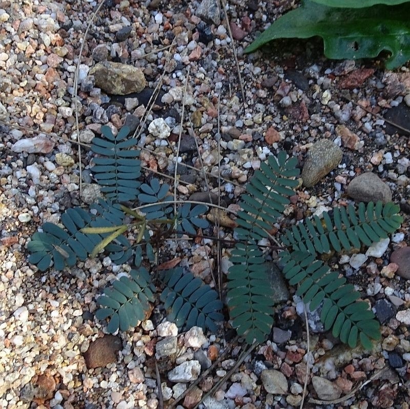 Red Wattle photo 3