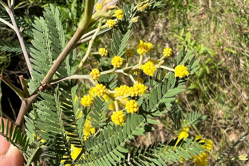 Red Wattle photo 4