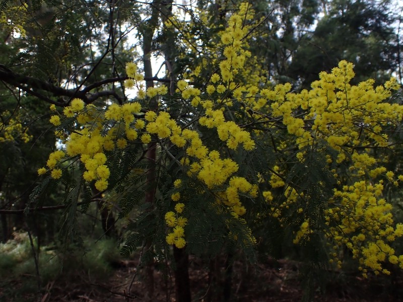 Red Wattle photo 5