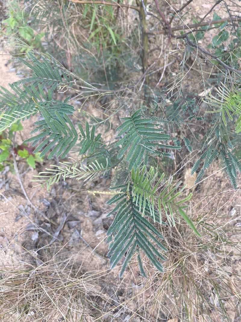 Red Wattle photo 6