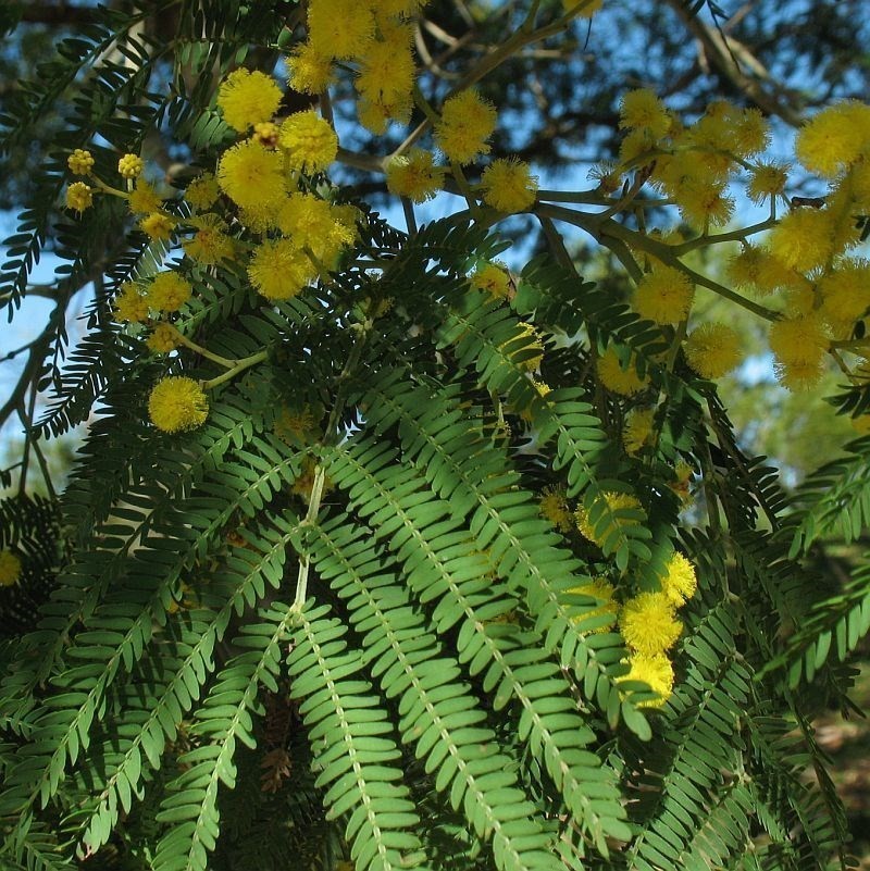 Red Wattle photo 7