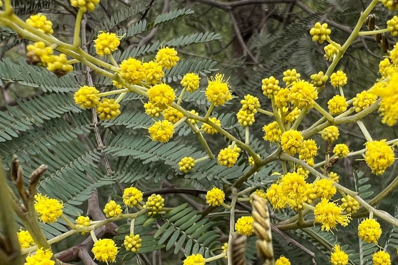Red Wattle photo 8