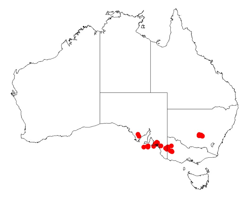 Acacia simmonsiana