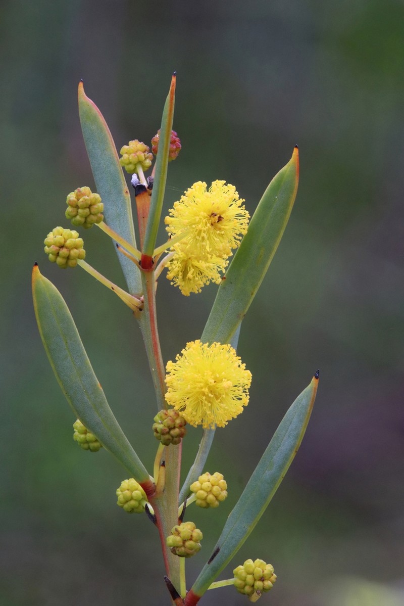 Acacia simmonsiana photo 3