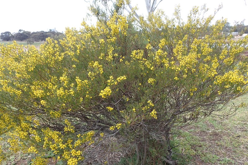 Acacia simmonsiana photo 4