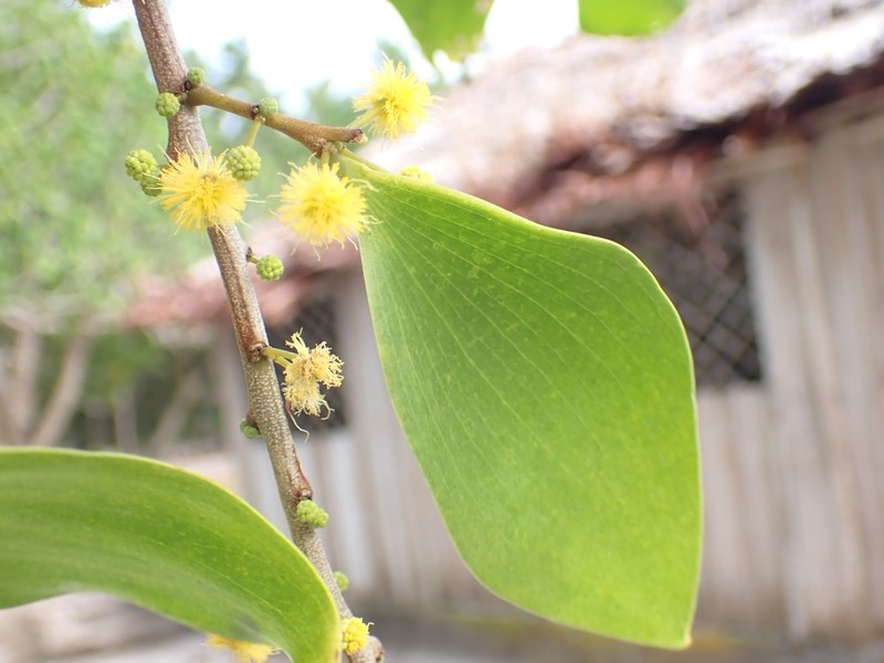 Acacia simplex photo 2