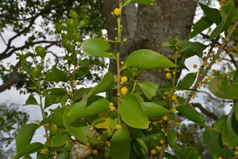 Acacia simplex photo 3